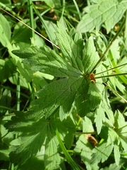 Geranium sylvaticum