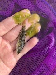 Hexagrammos agrammus