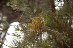 Arceuthobium vaginatum