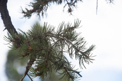 Pinus edulis