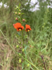 Alonsoa meridionalis