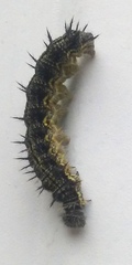 Aglais milberti