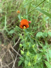 Alonsoa meridionalis