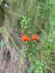 Alonsoa meridionalis