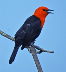 Amblyramphus holosericeus