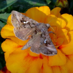 Autographa