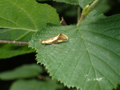 Harpella forficella