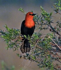 Amblyramphus holosericeus