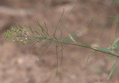 Thelypodium wrightii