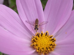 Sphaerophoria