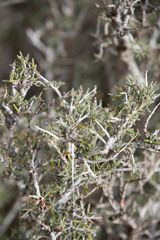 Cercocarpus intricatus