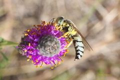 Bembix pallidipicta