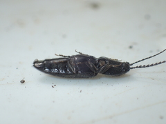 Athous haemorrhoidalis