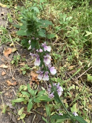 Stachys grandidentata