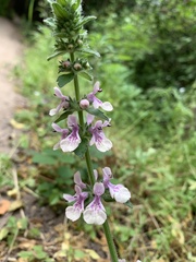 Stachys grandidentata