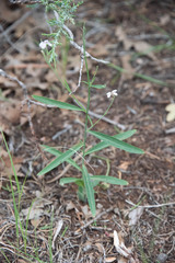 Hesperidanthus linearifolius