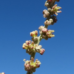 Manochlamys albicans