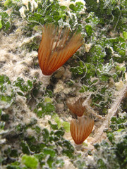 Sabellidae