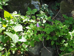 Dicliptera tinctoria