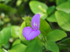 Dicliptera tinctoria