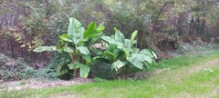 Musa basjoo
