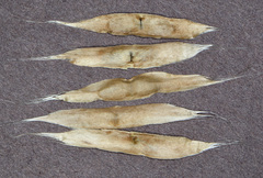 Catalpa bignonioides