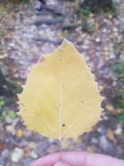Populus grandidentata