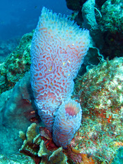 Callyspongia plicifera