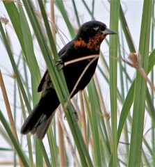 Amblyramphus holosericeus