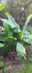 Musa basjoo