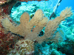 Callyspongia aculeata