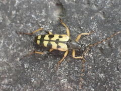 Rutpela maculata
