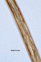 Catalpa bignonioides