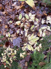Vaccinium myrtilloides