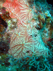 Clathria