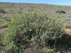 Manochlamys albicans