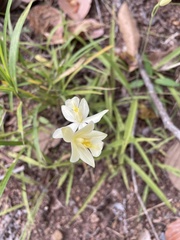 Spathoglottis eburnea