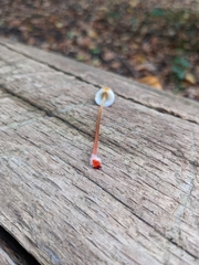 Mycena crocata