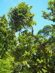 Diospyros blancoi