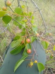 Maprounea africana image