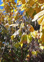 Catalpa bignonioides