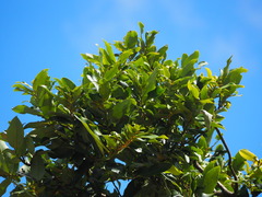 Diospyros blancoi