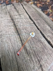 Mycena crocata