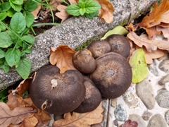 Lyophyllum