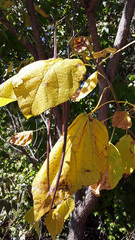 Catalpa bignonioides