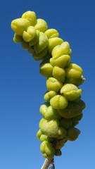 Manochlamys albicans