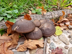 Lyophyllum