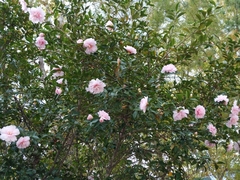 Camellia sasanqua
