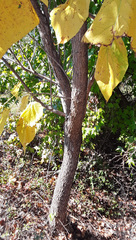 Catalpa bignonioides