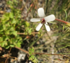 Pelargonium elongatum